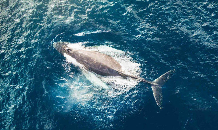 Drone Over Whales with Emily Kaszton